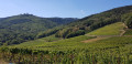 A travers le vignoble