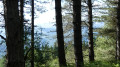 A travers les arbres