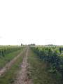 A travers les vignes