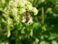 Abeille sur le maceron
