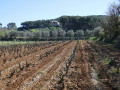 Vignes