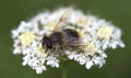 Abeille