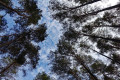 Abenberger Wald Abenberger Wald