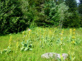 Abords Col de la Sarna