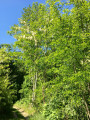 Acacias