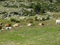 Activité pastorale