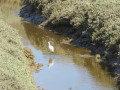 Aigrette du marais