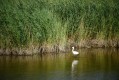 Aigrette