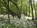 Ail des Ours en fleur