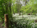 Ail des Ours