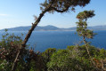 Ajaccio à travers les arbres