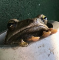 alezelen