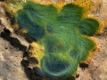 Algues fluo
