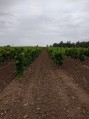 Alignement vigne