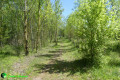 Allée d'arbres au cœur de Cap Découverte