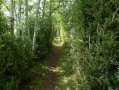 Allée dans les buis Allée dans les buis