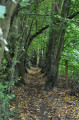 Allée de charmes Allée de charmes