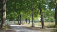 Allée de peupliers le long du camping à Villeneuve