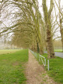 Allée de platanes