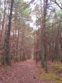 Allée de sapins