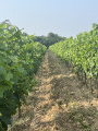 Allée de vignes