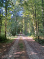 All&eacute;e en sous bois