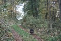 Allée forestière dans le bois de Heidenbusch