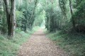 Allée forestière dans le Bois des Fayes