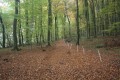 Allée forestière dans le bois
