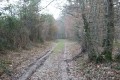 Allée forestière du Bois de la Foye