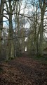 Allée forestière du bois de la Futaie.