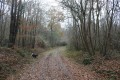 Allée forestière