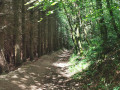 Allée forestière Allée forestière
