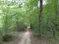 Allée forestière