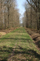 Allée Forestière