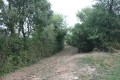 Allée forestière