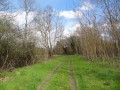 Allée forestière