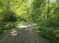 Forest lane