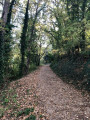 Allée ombragée