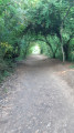 All&eacute;e sous les arbres