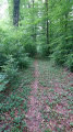 Allée-verte