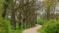 Allee zum Gut Sophienhof
