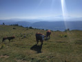 alpage au Grand Colombier sur Mont Blanc