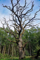Alte Schirmeiche