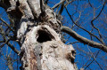 Alter Baum
