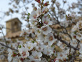 Amandier en fleurs