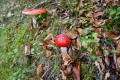 Amanite tue-mouche