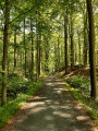 Ambiance en forêt