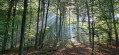Ambiance