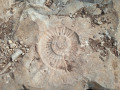 ammonite